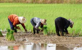 Farmers working in rice fields
