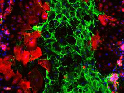 Microscopic image of cells