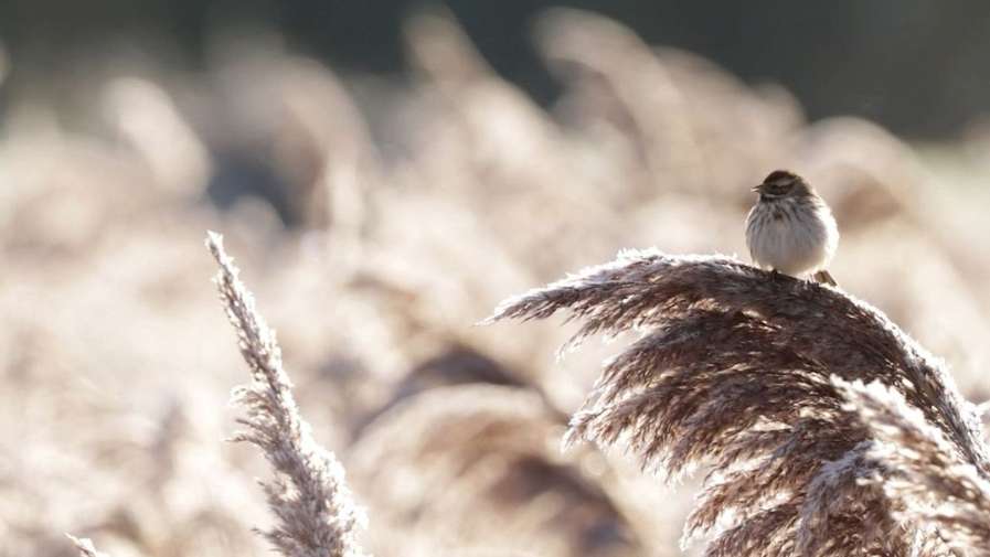 A small bird with white feathers perched on a branch.