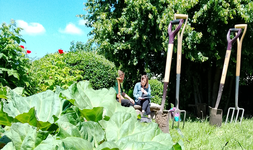 Picture of an allotment with plants growing and spades and forks sticking out of the ground
