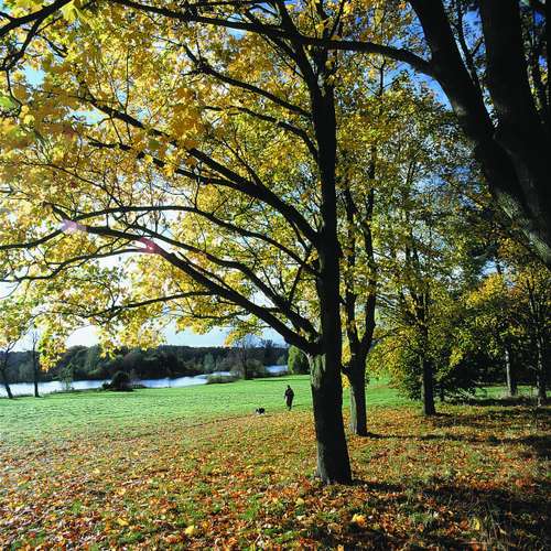 A view of the UEA broad with a large tree in the foreground and a body of water at the bottom of a slope. There is someone walking their dog in the middle distance.