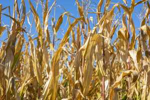A close up of a field of failed crops with a blue sky in the background.