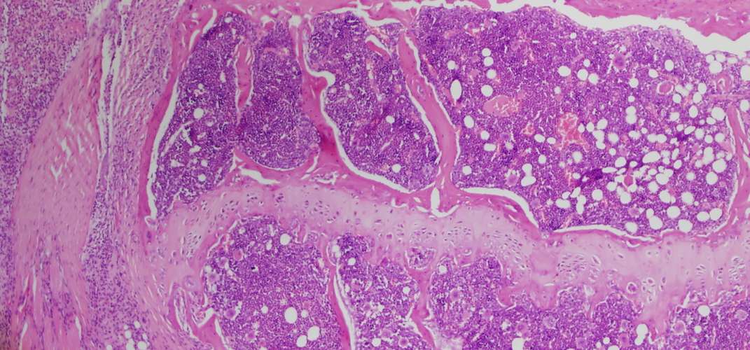 Section of mouse knee under microscope