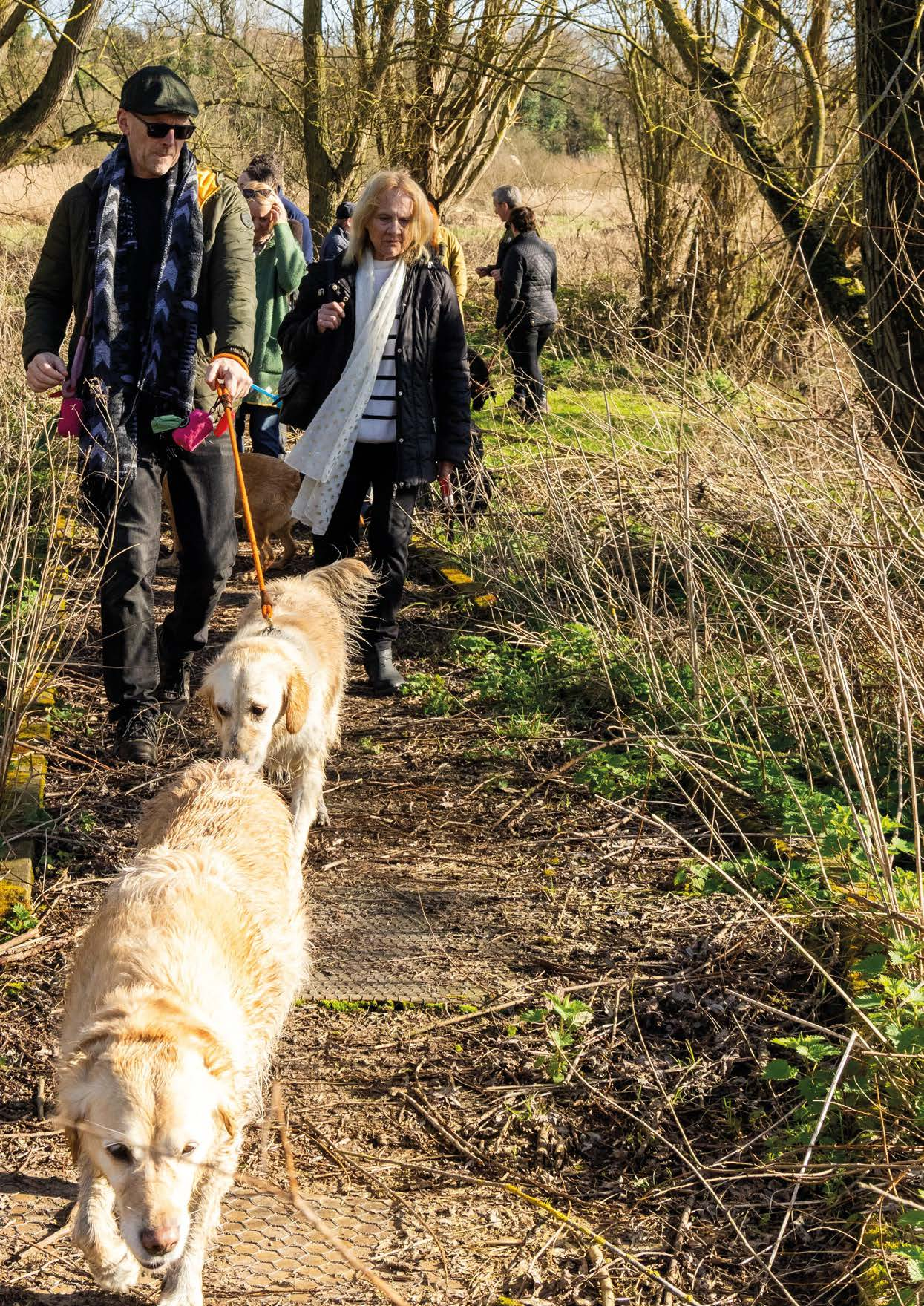 Boardwalk / Yare Valley Walk image