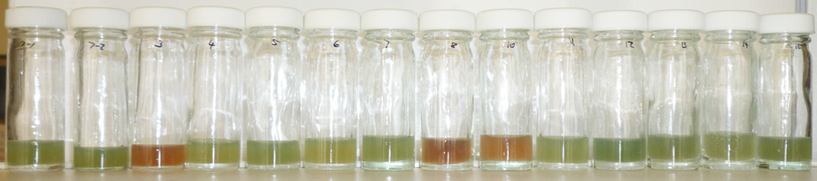 Row of glass containers on a shelf with white lids