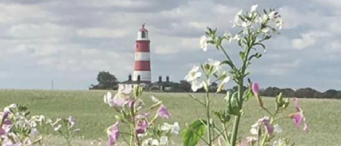 picture of a lighthouse in the background, with flowers in the foreground