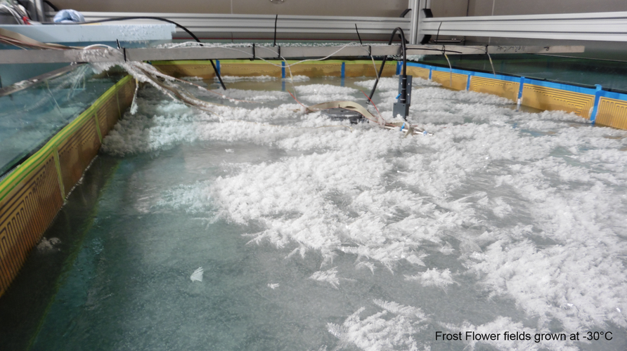 Frost flowers grown at -30 degrees C in the chamber