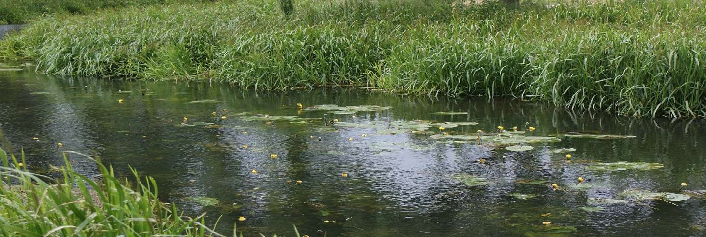 River Wensum