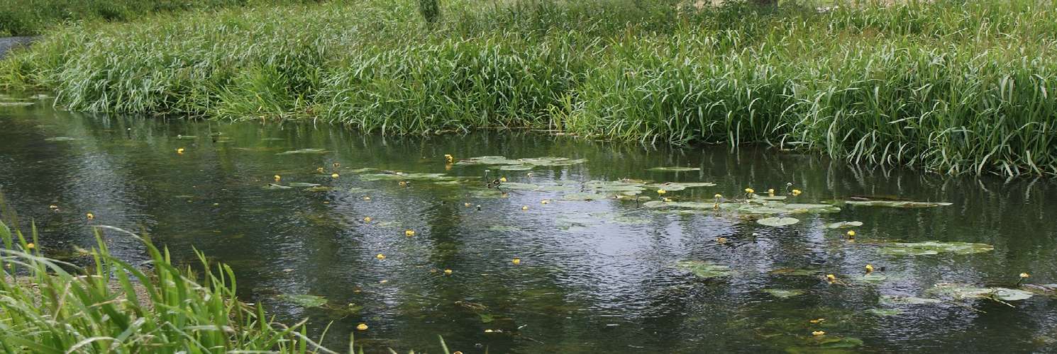 River Wensum
