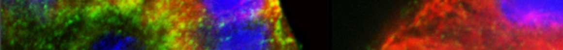 bio imaging biology cells