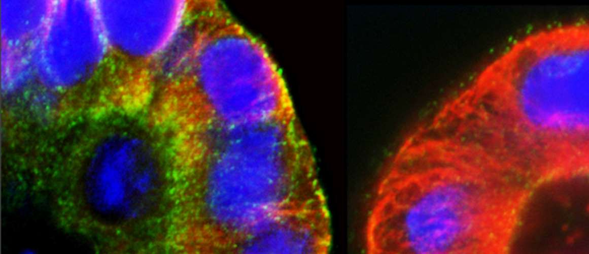 bio imaging biology cells
