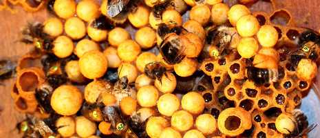 Image of Bees in their hive