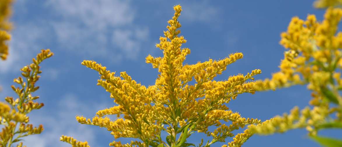 yellow golden rod against a blue sky