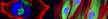 Cells image