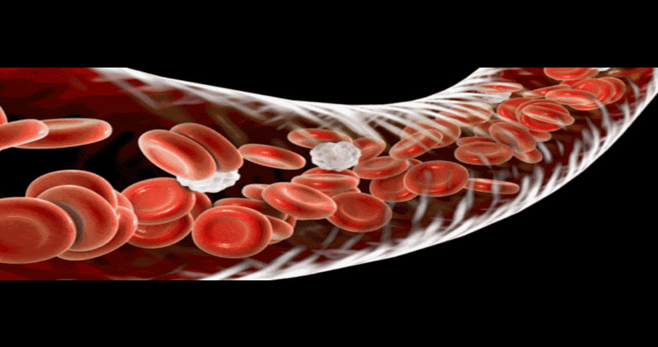 biomedical research blood cells digital image