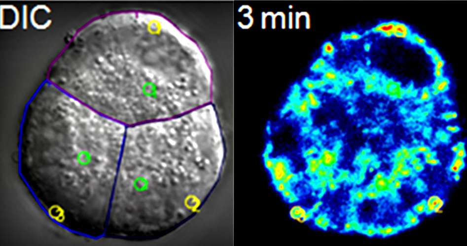 bio-imaging_Analysis-image-group-2B_header.jpg