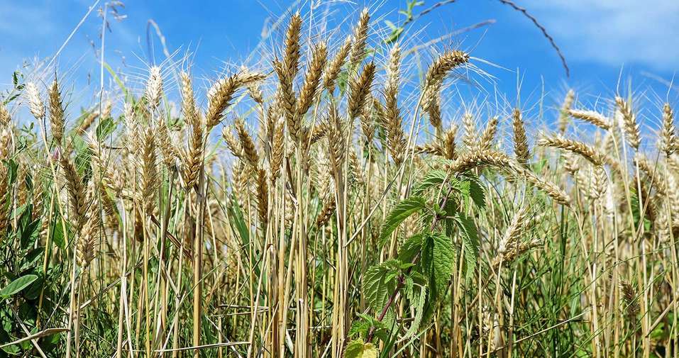 field-of-wheat.jpg