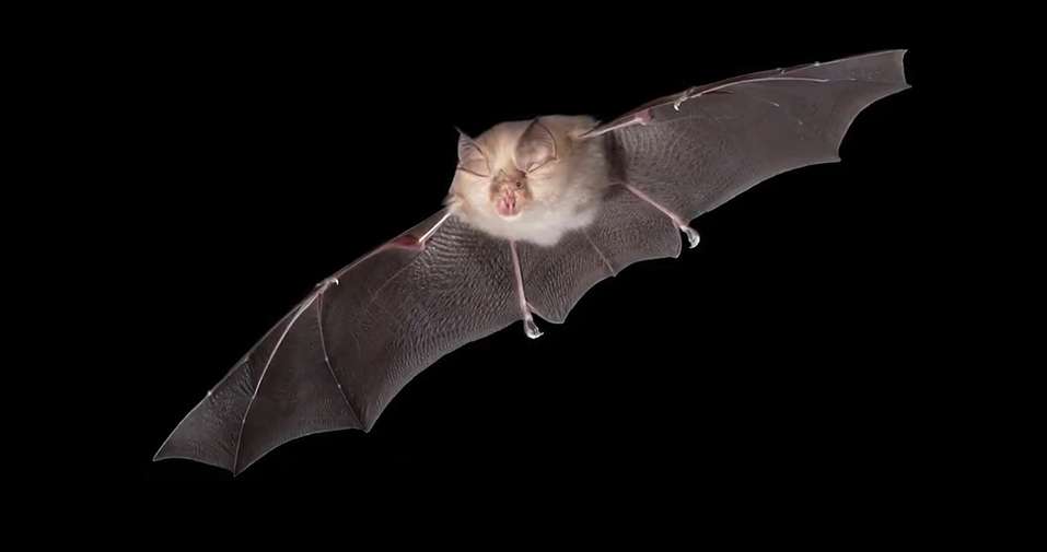 Horseshoe bat flying in the night