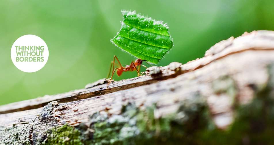 Leafcutter ant