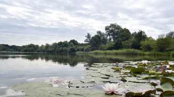 UEA Broad Lilypads
