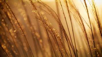 Grass in the morning sun