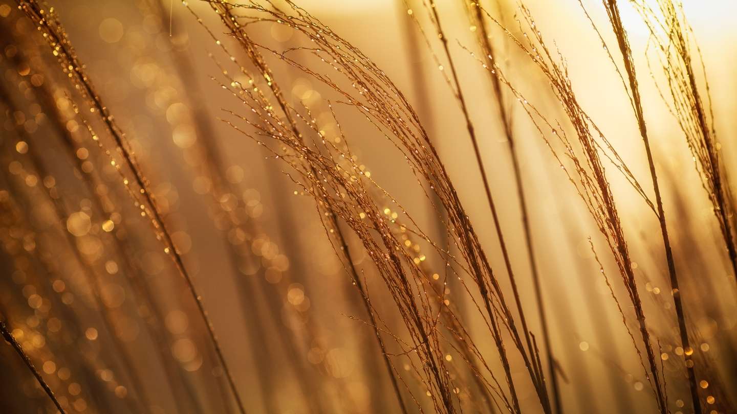 Grass in the morning sun