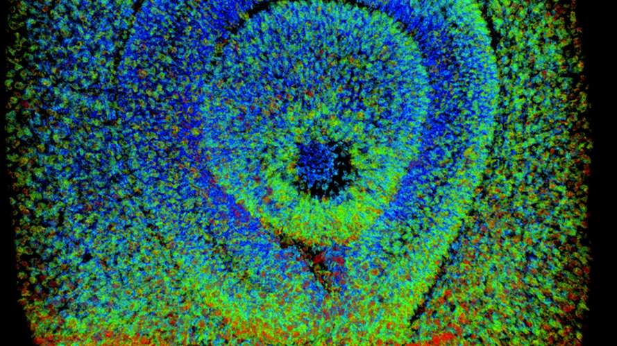 Reconstructing signalling activities in the developing eye