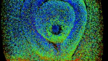 Reconstructing signalling activities in the developing eye