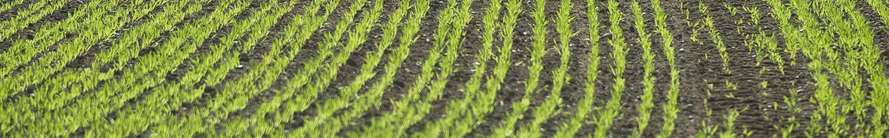Field of crops