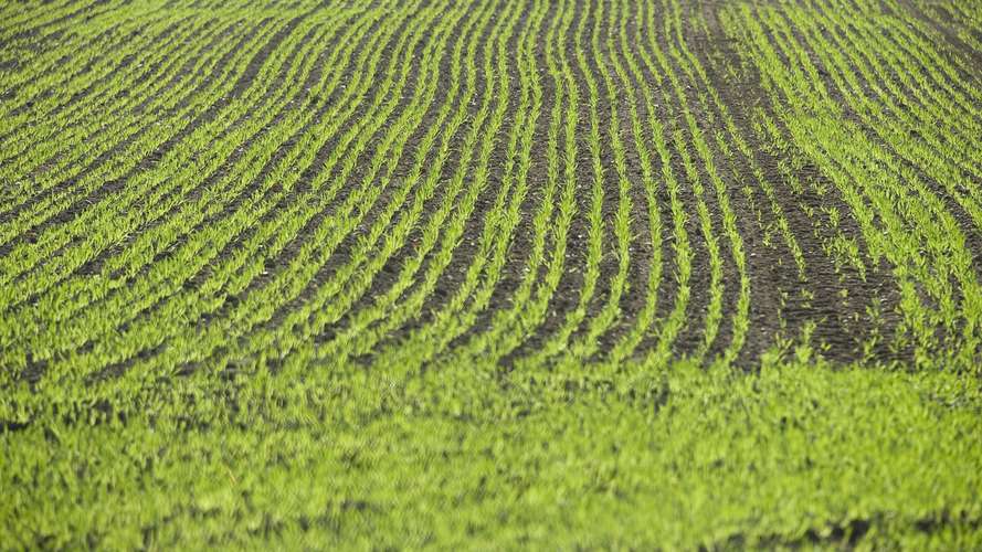 Field of crops