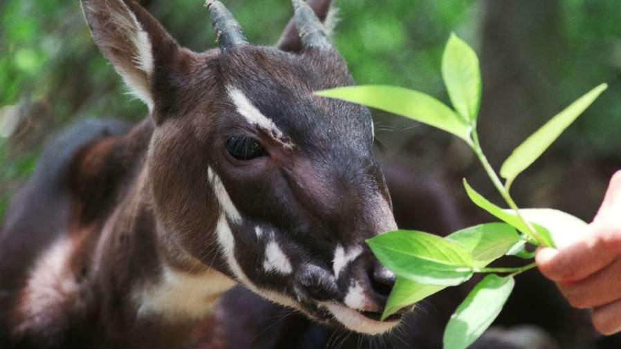 Animal in the forest 