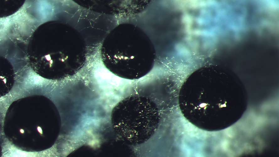 Streptomyces lawn