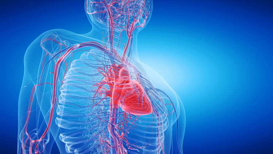 The cardiovascular system