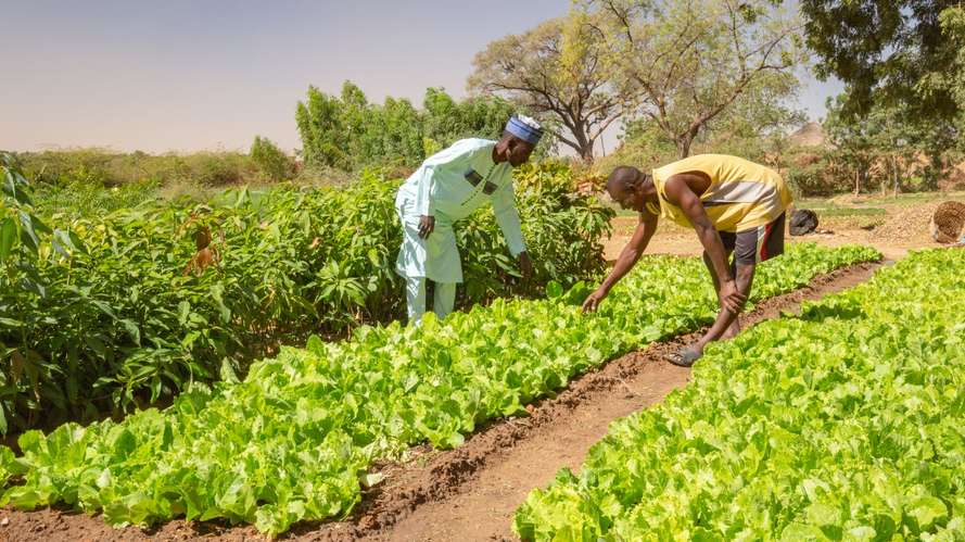 two african men inspecting crops