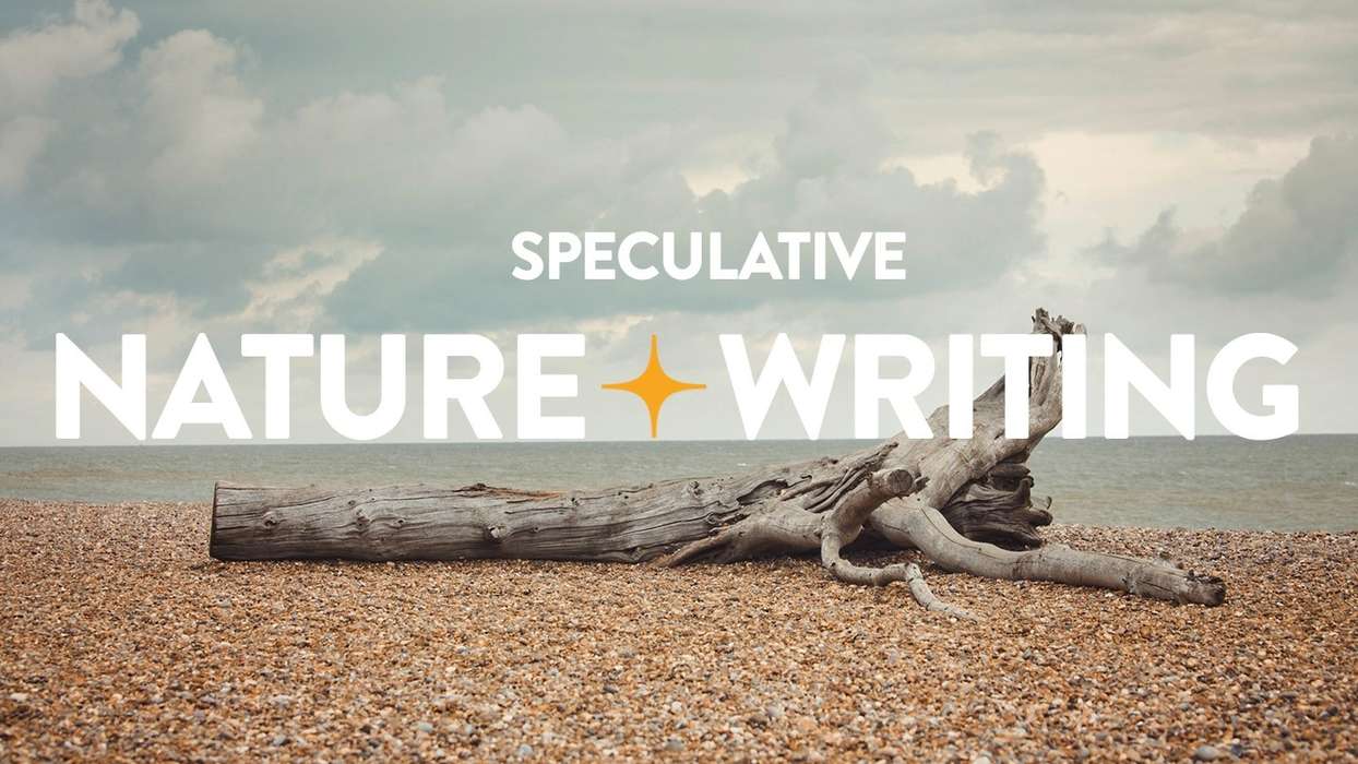 Climate-UEA-Driftwood-on-a-beach-header.jpg