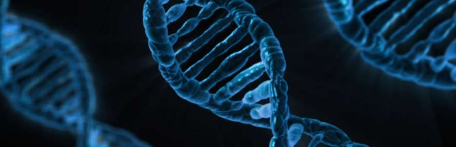 dna helix