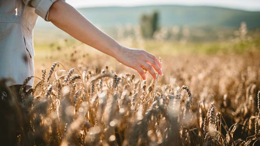 Walking through the wheat field touching the crop