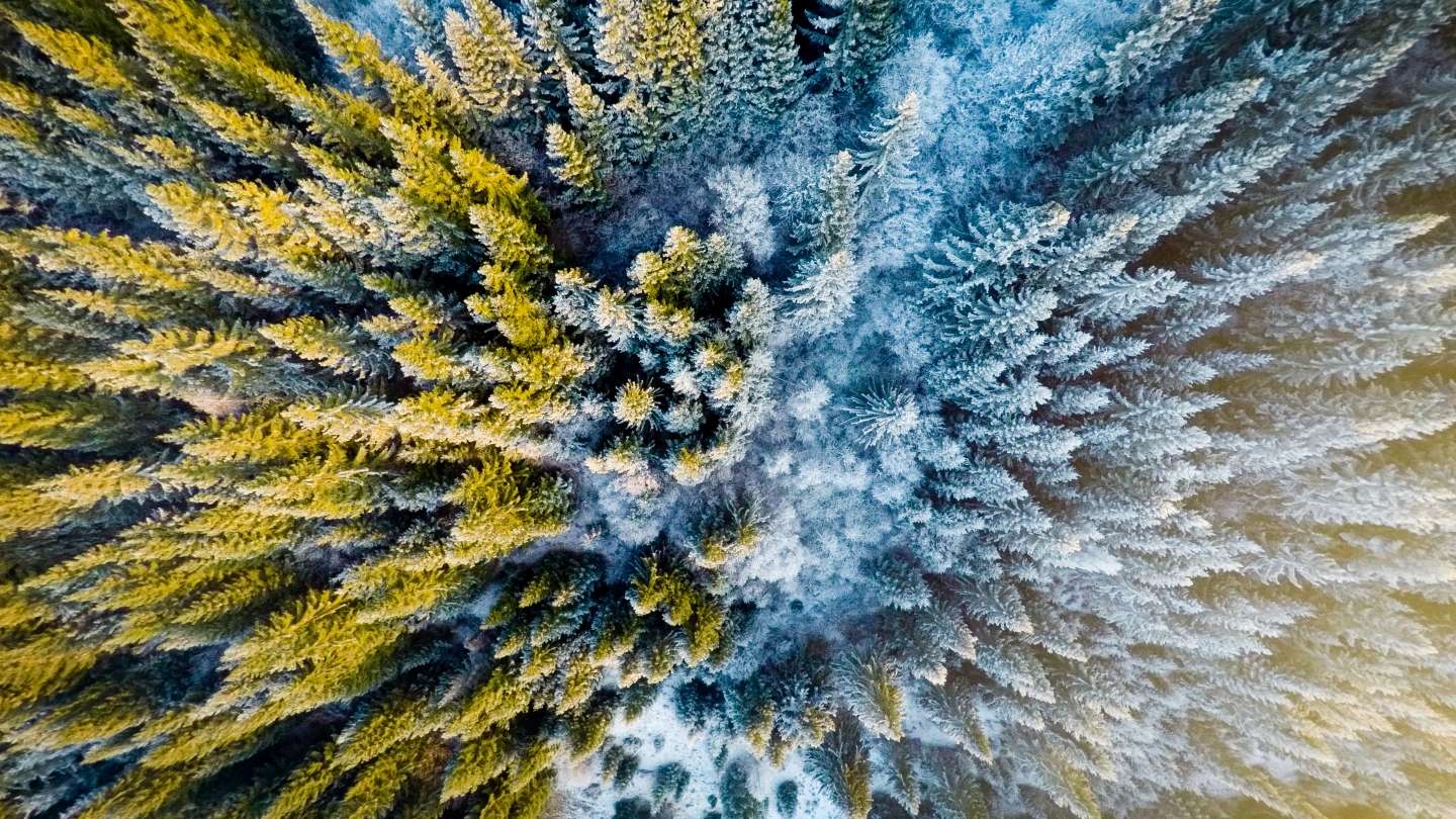 climate-of-change-aerial-shot-of-forest-half-frozen_header