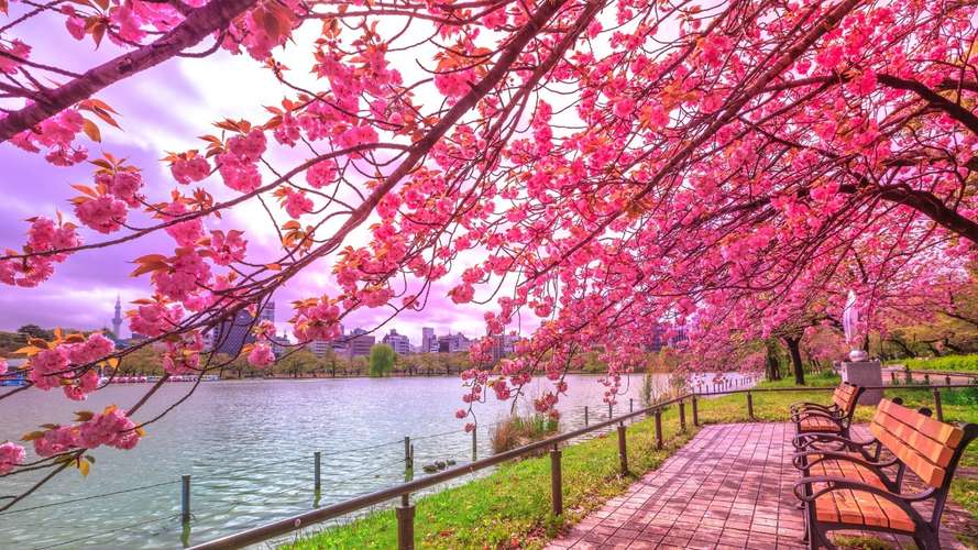 pink blossom park tokyo japan