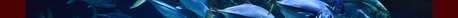 Hero Banner Template Header (with image) description