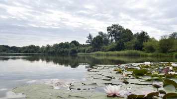 UEA Broad Lilypads