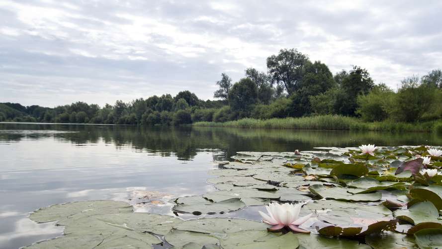 Broad with lilly pads