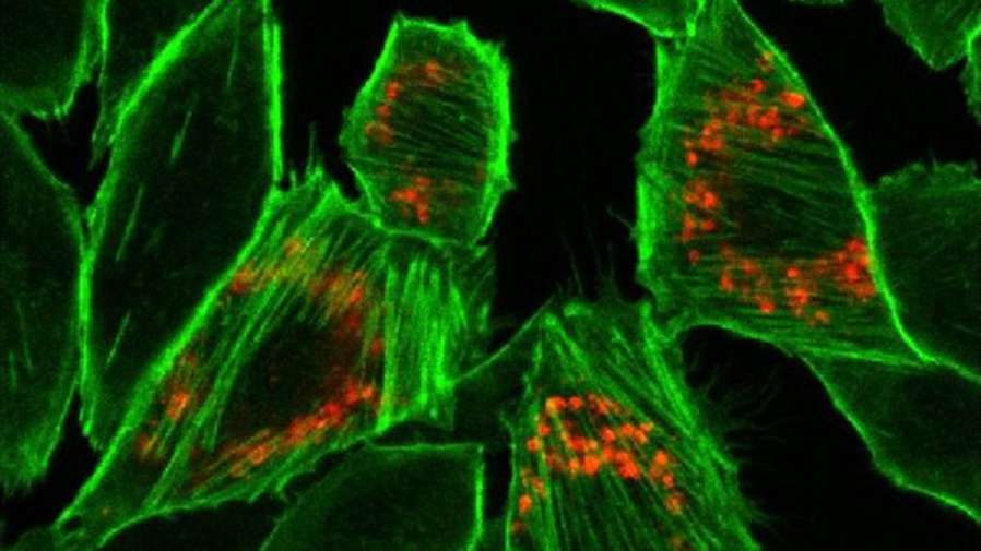 molecular pharmacology