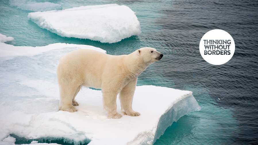 polar bear