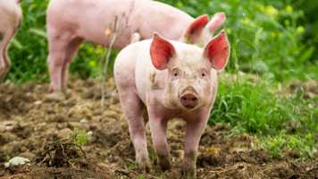 Pigs in a field