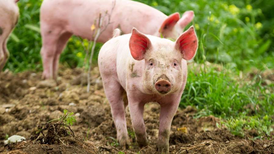 Pigs in a field