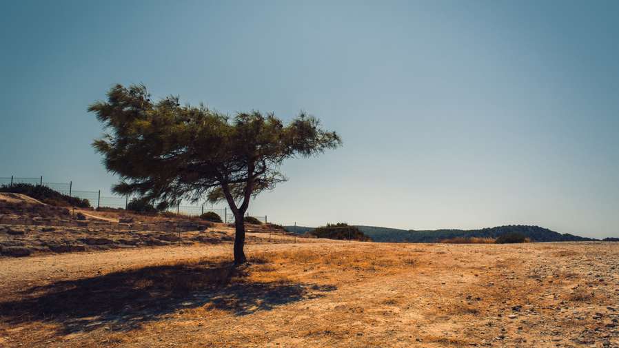 Tree growing in the desert