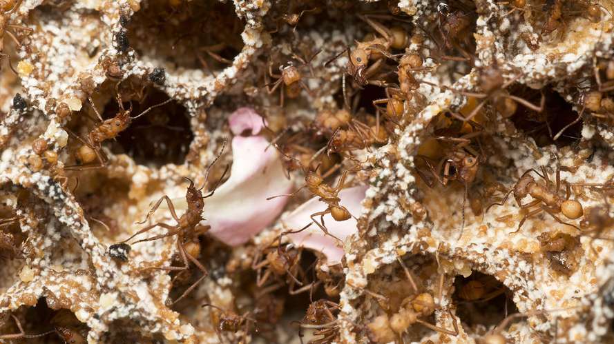 Attine ant fungus garden