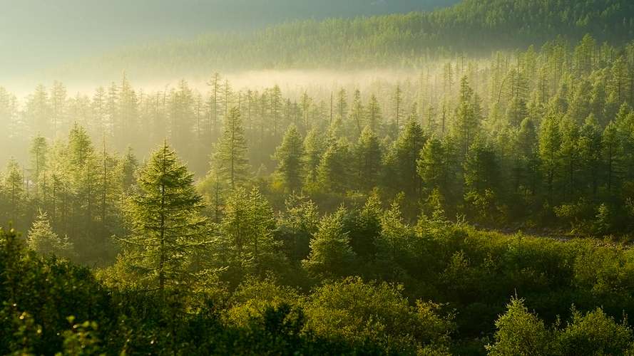A bright and misty forest of pine trees.
