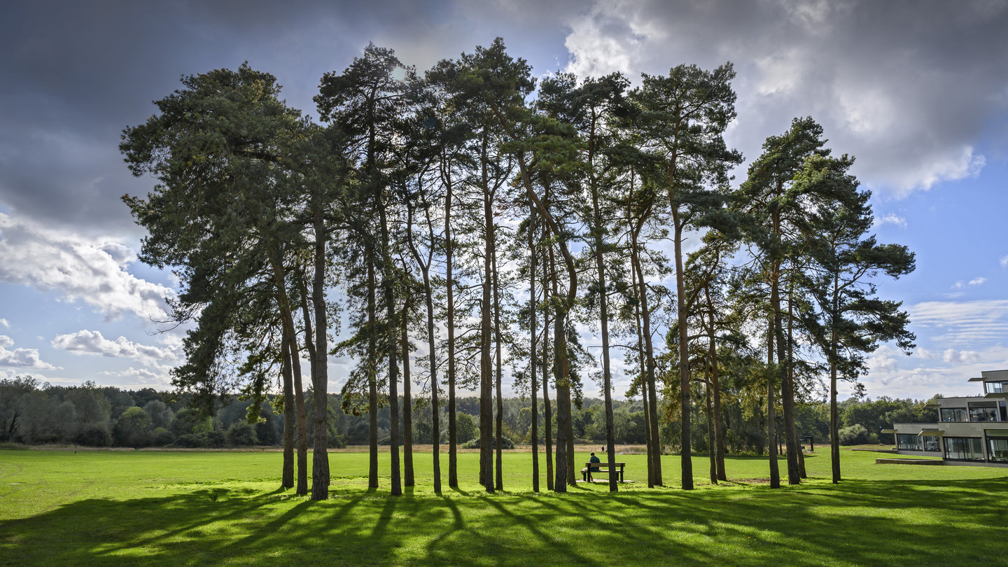 trees on campus